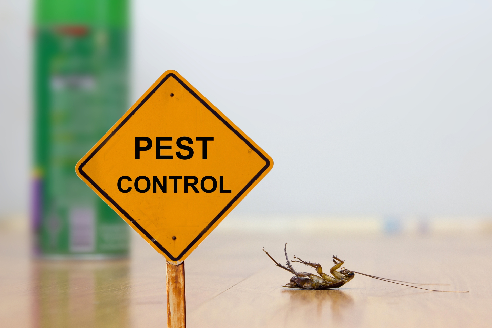 24 Hour Pest Control, Pest Control in Purley, Kenley, CR8. Call Now 020 8166 9746