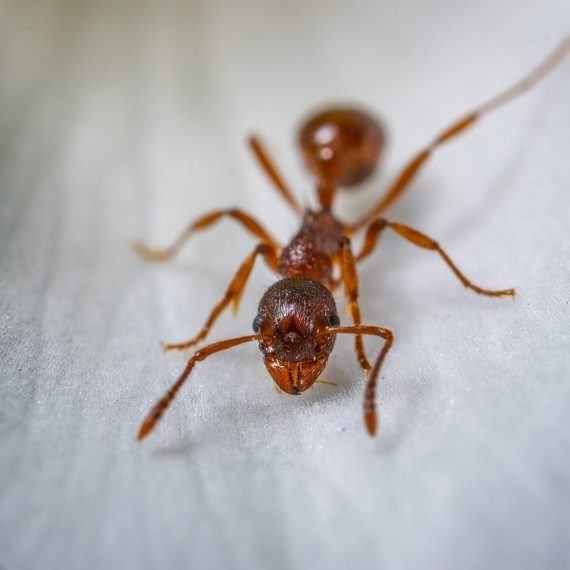 Field Ants, Pest Control in Purley, Kenley, CR8. Call Now! 020 8166 9746