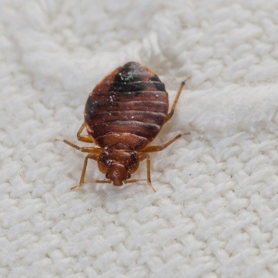 Bed Bugs, Pest Control in Purley, Kenley, CR8. Call Now! 020 8166 9746