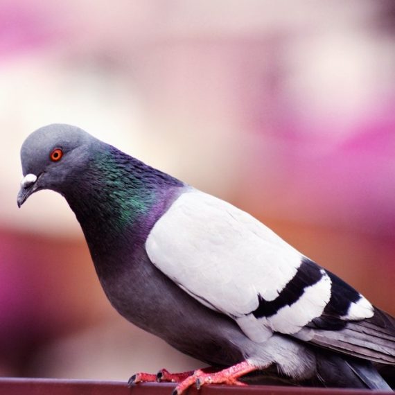 Birds, Pest Control in Purley, Kenley, CR8. Call Now! 020 8166 9746