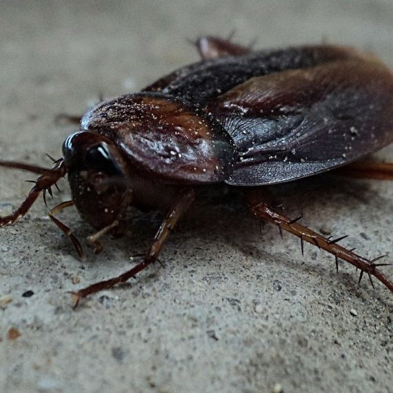 Cockroaches, Pest Control in Purley, Kenley, CR8. Call Now! 020 8166 9746