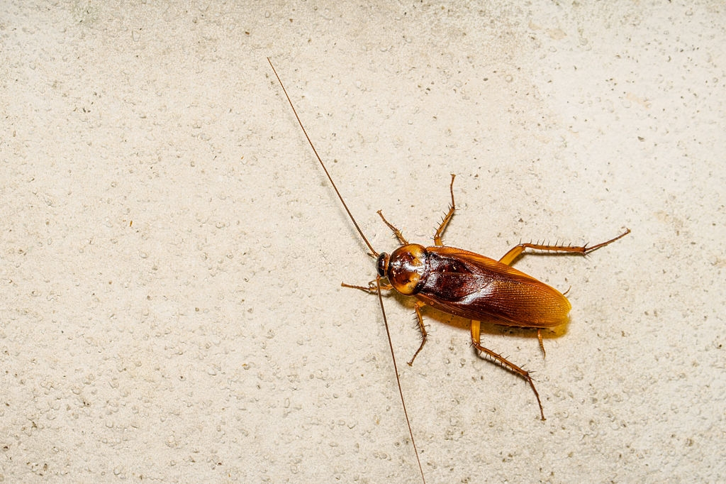Cockroach Control, Pest Control in Purley, Kenley, CR8. Call Now 020 8166 9746