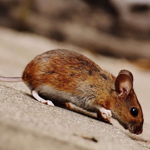Mice, Pest Control in Purley, Kenley, CR8. Call Now! 020 8166 9746