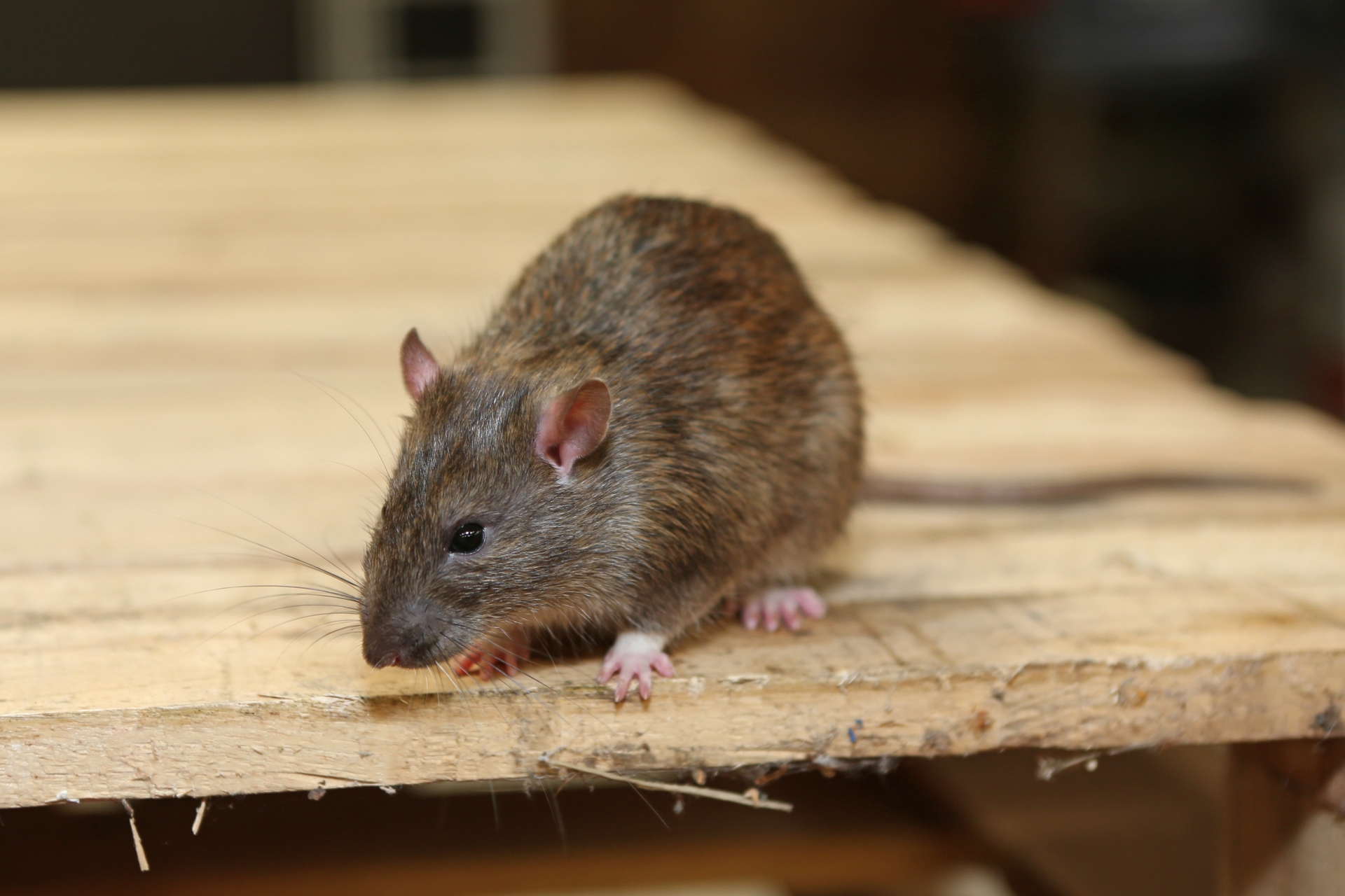 Rat extermination, Pest Control in Purley, Kenley, CR8. Call Now 020 8166 9746