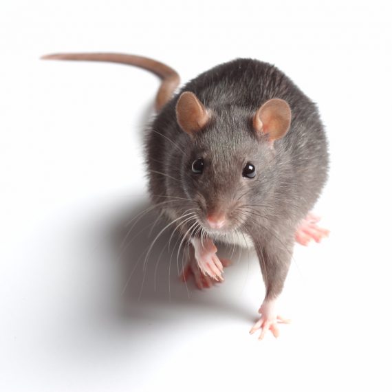 Rats, Pest Control in Purley, Kenley, CR8. Call Now! 020 8166 9746