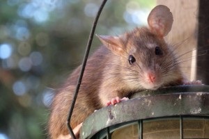 Rat Control, Pest Control in Purley, Kenley, CR8. Call Now 020 8166 9746