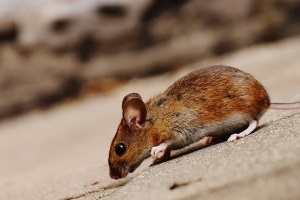 Mouse extermination, Pest Control in Purley, Kenley, CR8. Call Now 020 8166 9746