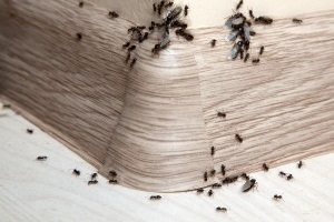 Ant Control, Pest Control in Purley, Kenley, CR8. Call Now 020 8166 9746