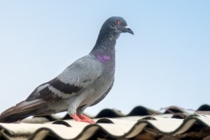 Pigeon Pest, Pest Control in Purley, Kenley, CR8. Call Now 020 8166 9746