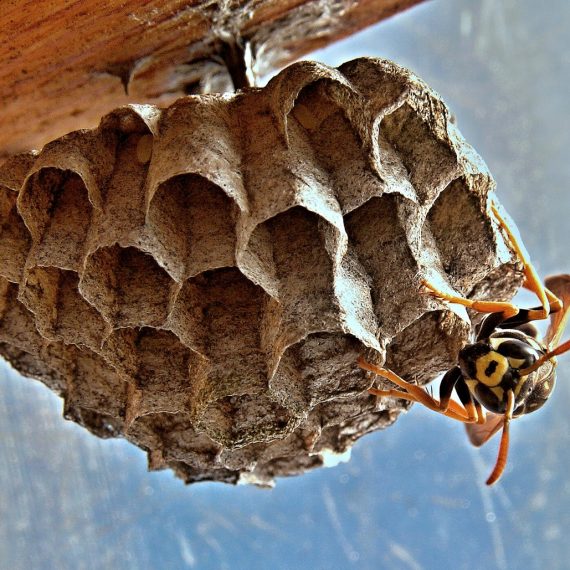 Wasps Nest, Pest Control in Purley, Kenley, CR8. Call Now! 020 8166 9746
